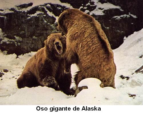 Oso gigante de Alaska.jpg
